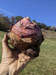 Taro