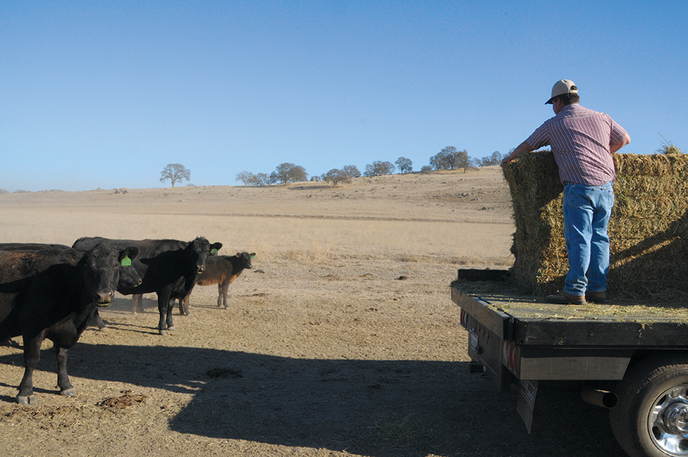 farmer standing on the back of a truck, feeding hay to cattle