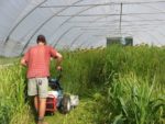 A man pushing an agriculture machine through fields of sunflowers in a high tunnel