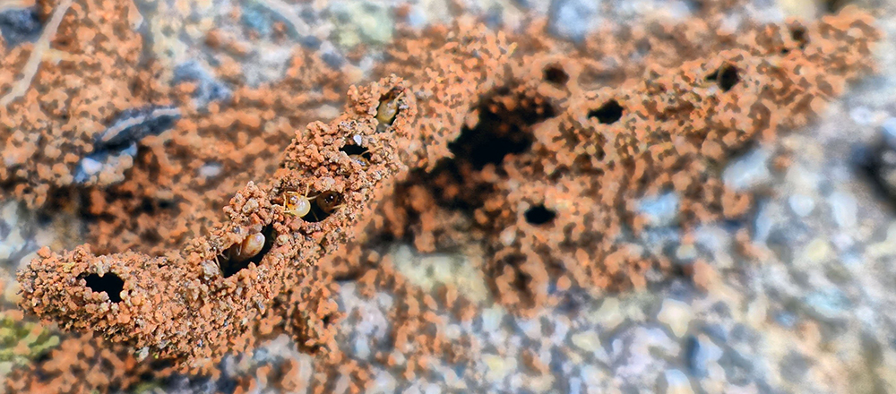 Termite workers constructing shelter tubes above an
underground nest.