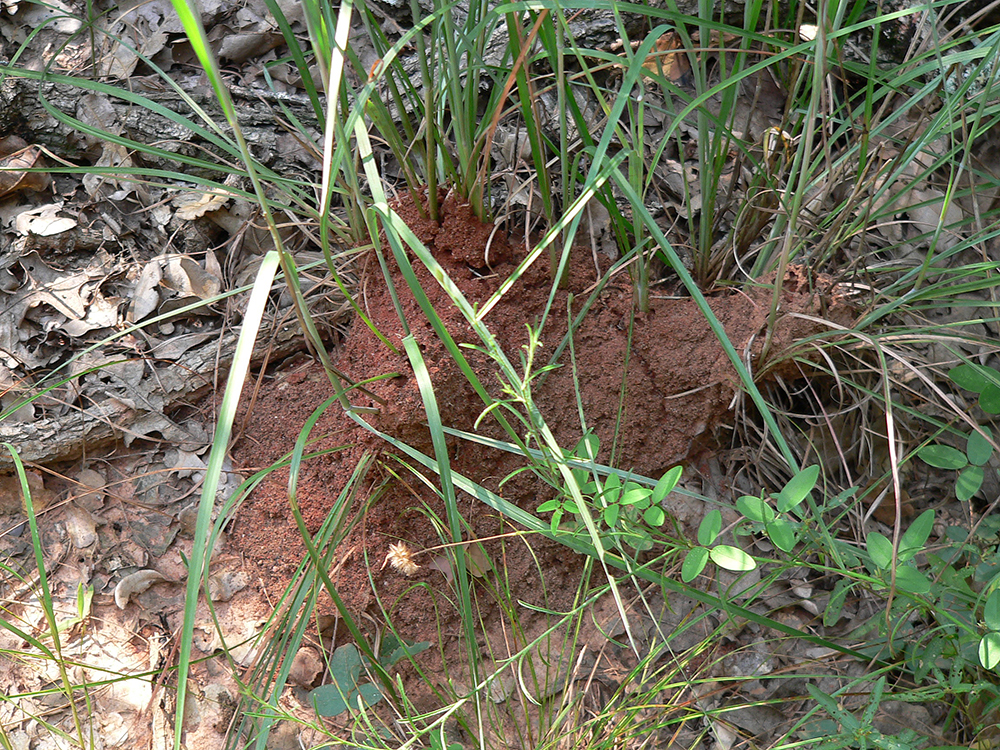 Subterranean termite mound. with extensive shelter tubes
aboveground. 