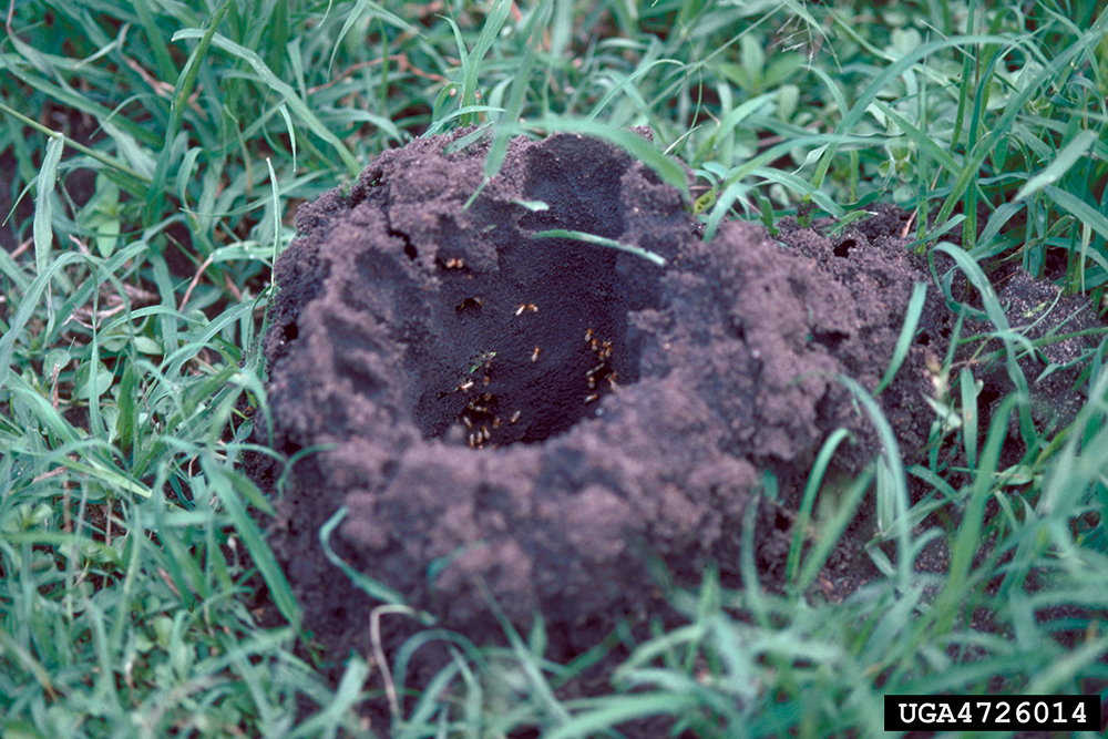 Turret-shaped brown termite mound sits above grass.