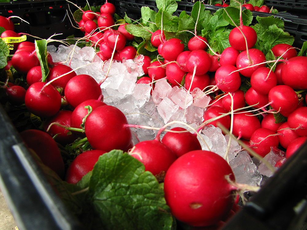 Closeup of radishes packed in ice in plastic bins.