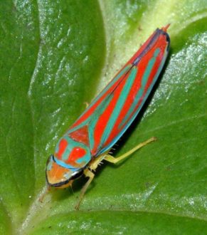 leafhopper, cicadellidae, Susan Ellis, pest