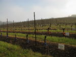 Rows of soil with wires holding up long branches from the ground every few feet, with each row receiving a different treatment