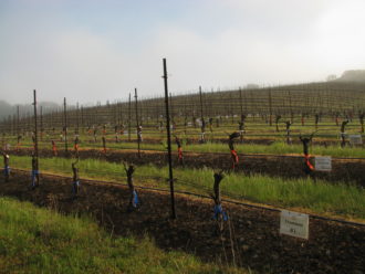 Rows of soil with wires holding up long branches from the ground every few feet, with each row receiving a different treatment