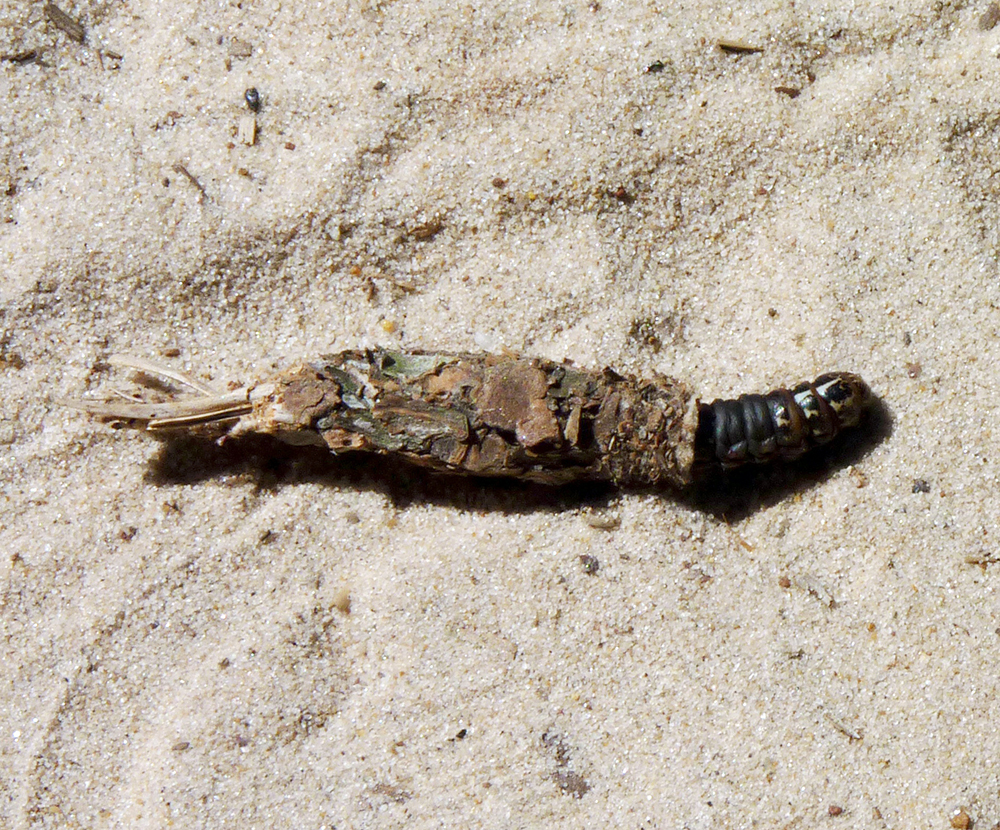 Caterpillar and the
protective bag of debris it built.