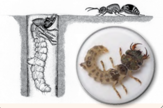Macrofauna » Insects » Beetles - SARE