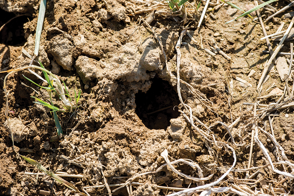 tillage raddish holes