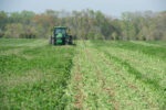 Tractor tilling into a mixed cover crop.