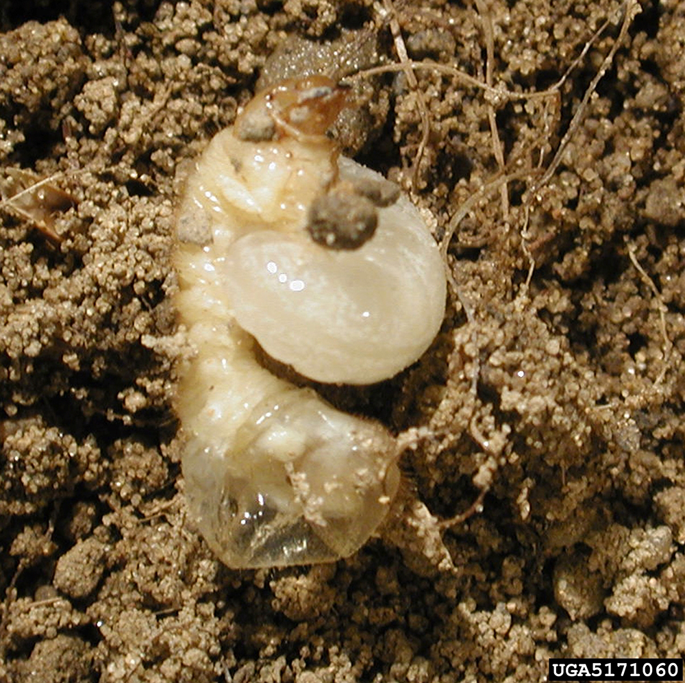 Tiphiid wasp larva (outlined) parasitizing Oriental beetle grub.