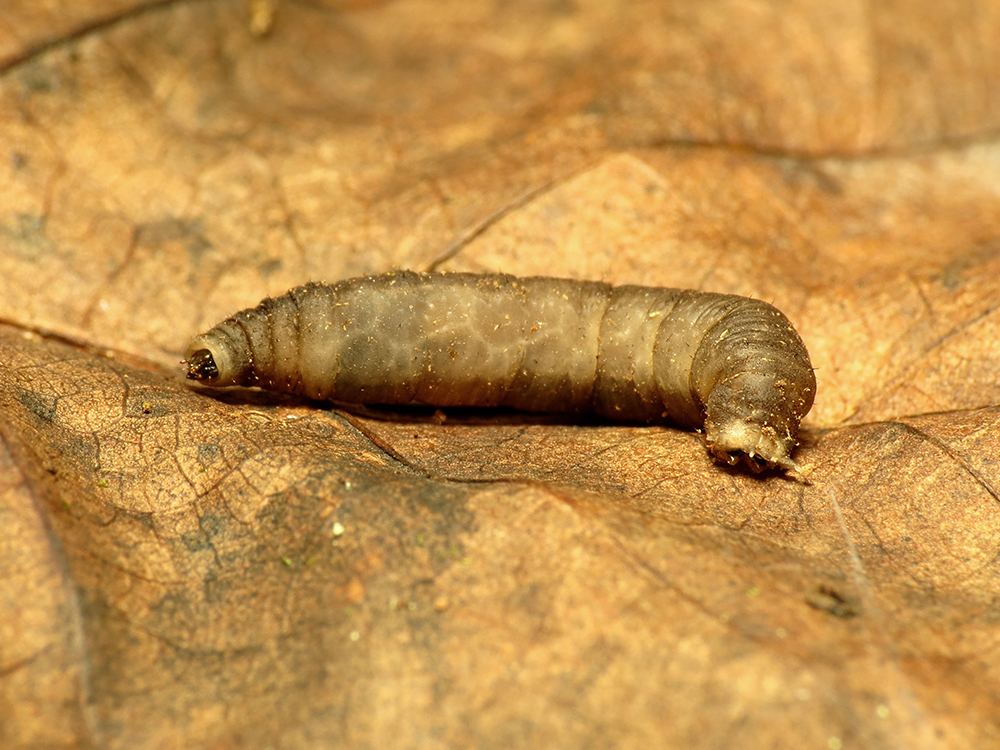 Brown crane fly larva on brown leaf. 