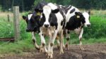 Cows walking in pasture.