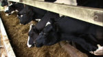 total mix ration feed for dairy cows