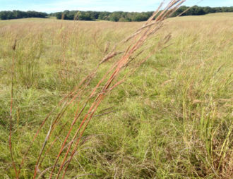 Native grasses Native grasses growing in a field