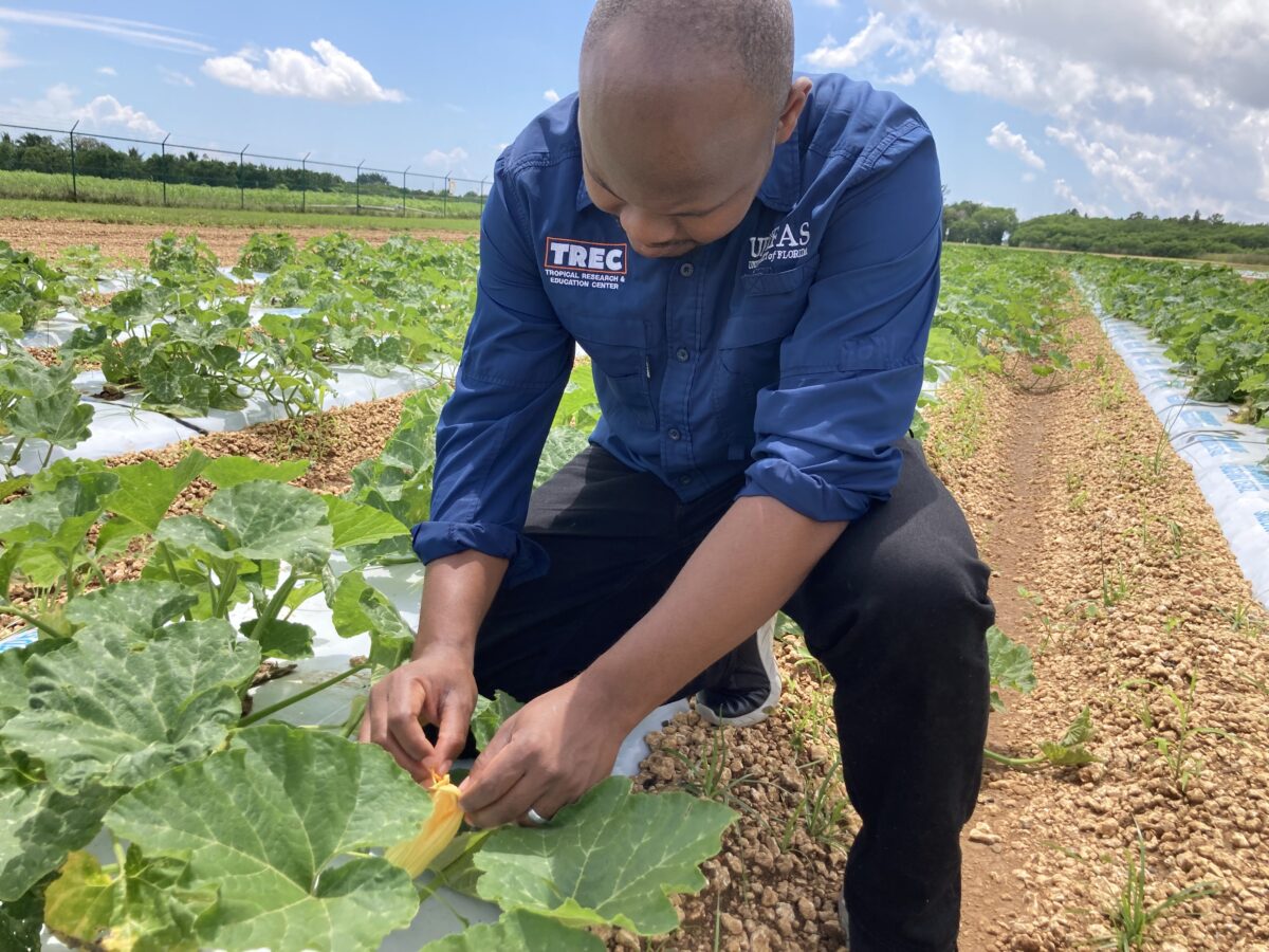 Man working with leafy green vegetables in a row in the field