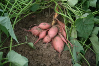Harvested sweet potatoes on the ground Harvested sweet potatoes on the ground