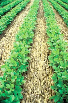 Researchers at USDA ’s Agricultural Research Service find that dense mulches of cover crops, particularly grasses such as rye, provide excellent early-season weed control. No herbicides were applied to this soybean field – the rye was killed with a modified Buffalo stalk chopper.
