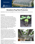 strawberry plug plant production fact sheet strawberry plug plant production fact sheet
