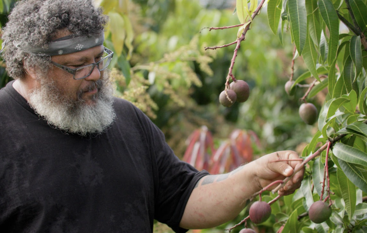 Farmer looking at the produce growing on a branch