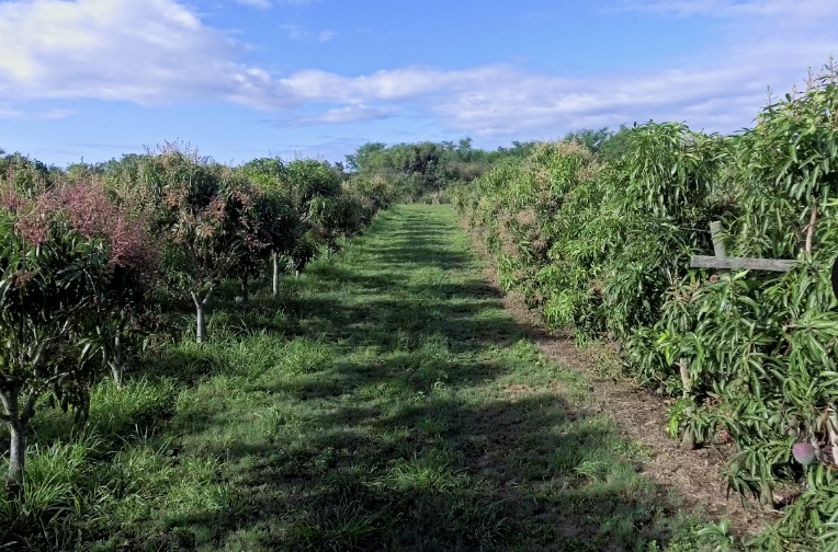 Aisle between two rows of crops