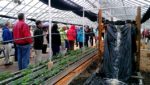 aquaponics and strawberries