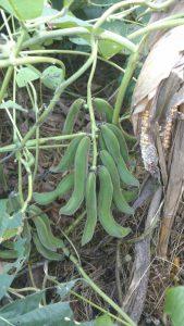 velvet bean pods velvet bean pods