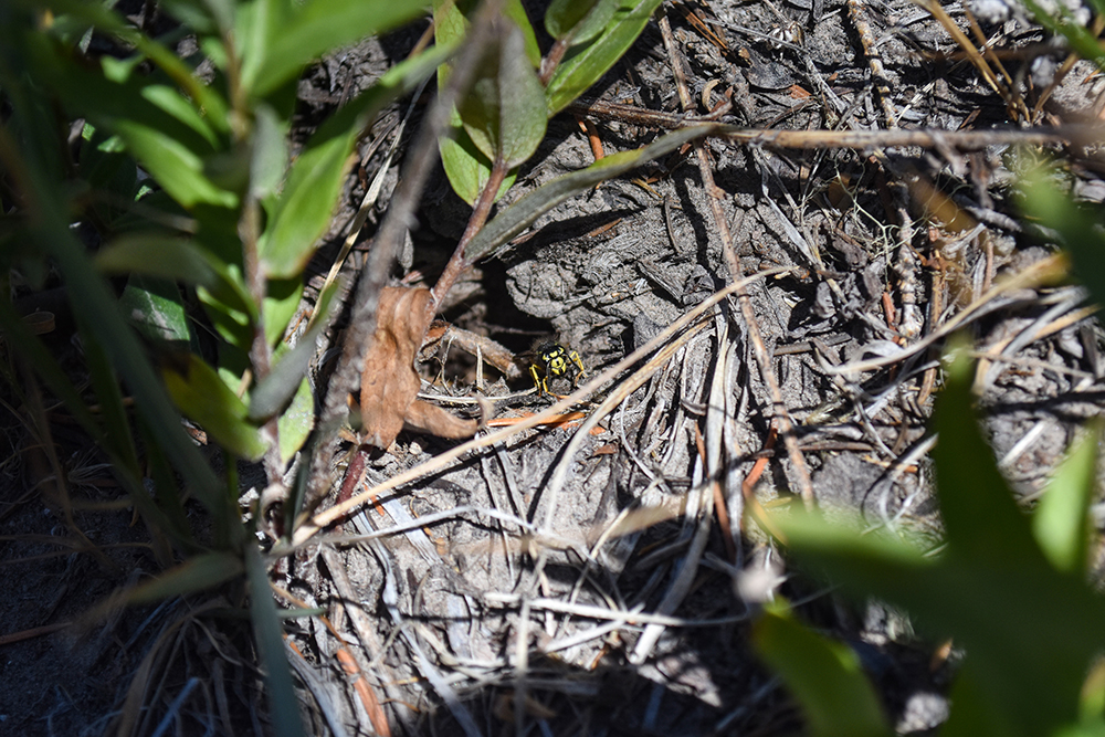 Yellowjacket exiting underground nest.