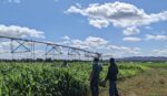 2 men in irrigated field