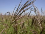 Old World Bluestem