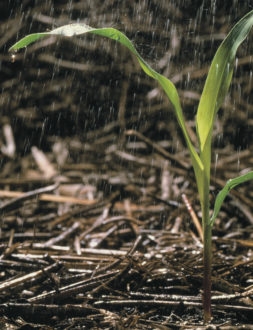 Cover crop water management