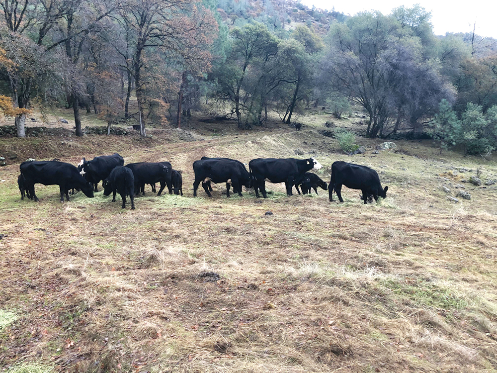 Cows crazing a brown field with trees in the back.