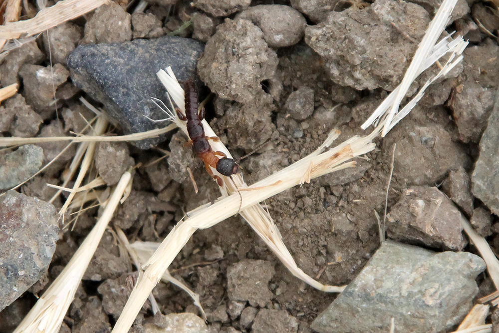 Web spinner on dried plant over dirt. 