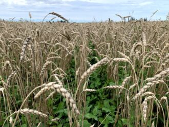 Red clover growing as an understory cover crop in winter wheat.