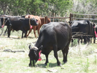 Cow with a pink tag eating grass next to other cows.
