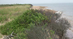 wild plum plant growing on the end of a cliff