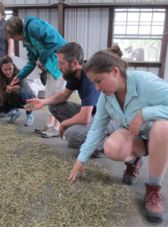 wildflower seed people sifting through wildflower seed on the ground