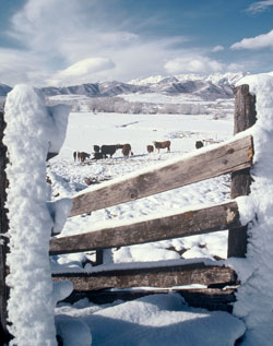 Calving later in the spring allows cattle to maintain condition while grazing on winter grasses and forage.