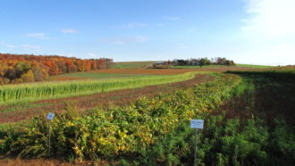 groff farm, wooded areas, diverse cropping, Mandy Rodrigues, field margin, pollinators