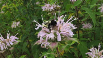 Flowering cover crop.