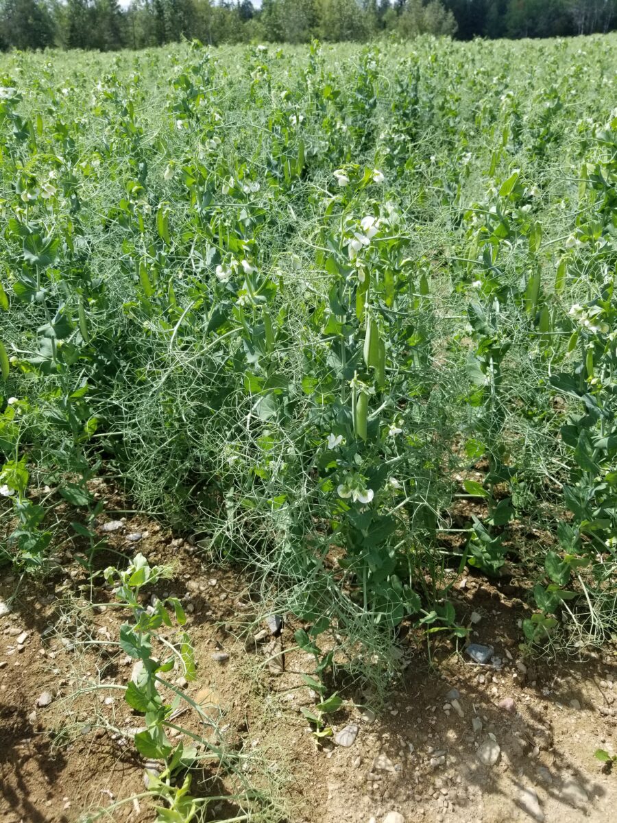 tall yellow field pea plants