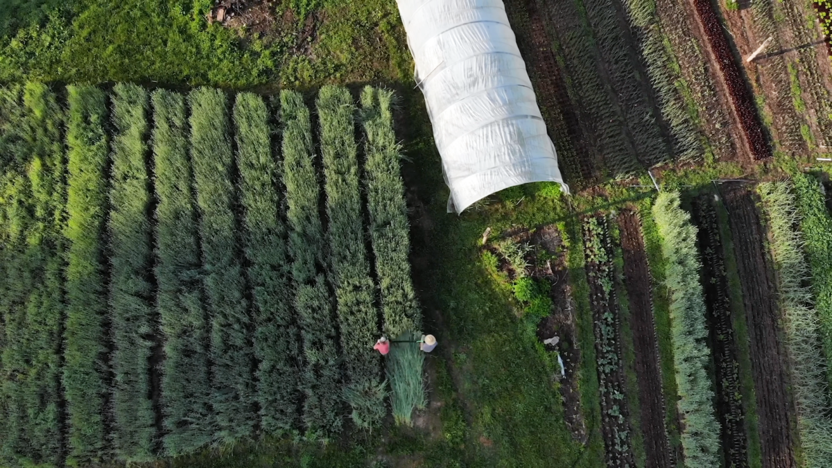 aerial view of a farm showing a series of beds planted in a tall cover crop, other beds with different crops, and a high tunnel; two people are flattening one of the cover crop beds