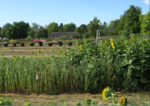 Sunflowers next to hanging pots in a field