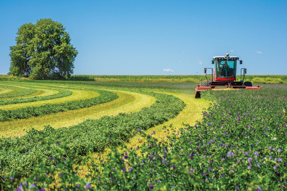 field of rows of alfalfa crops