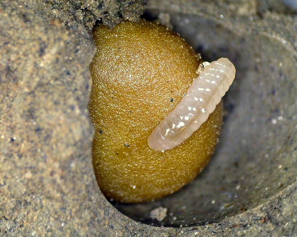 Close-up of bee larva in nest cell.