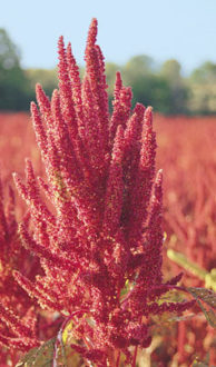 Pink Amaranth in a full field