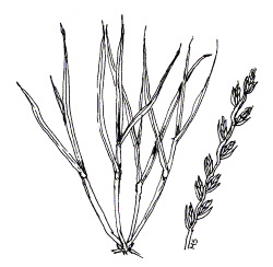 ANNUAL RYEGRASS (Lolium multiflorum)
