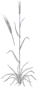 BARLEY (Hordeum vulgare)