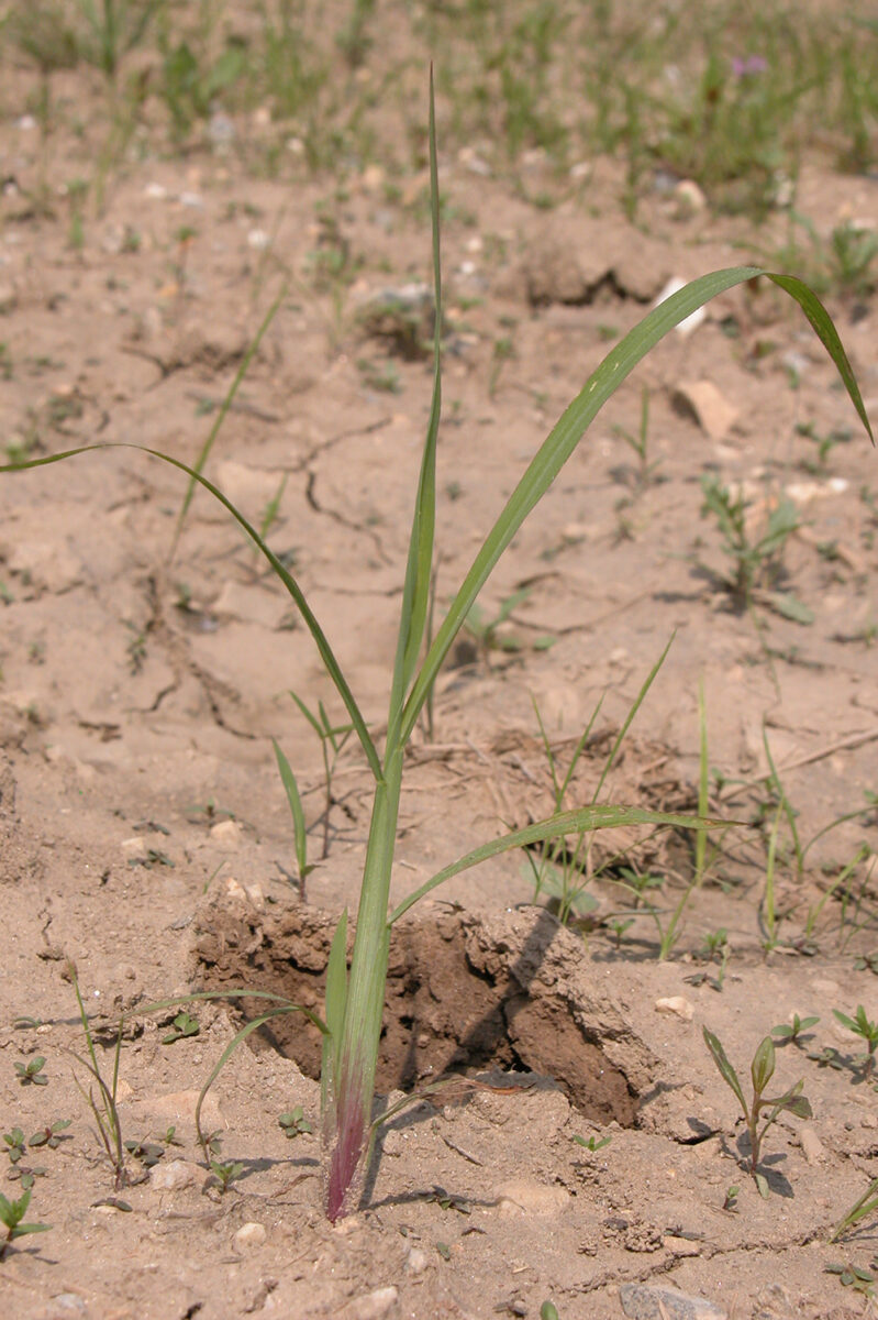 Barnyardgrass seedling in brown/red dirt