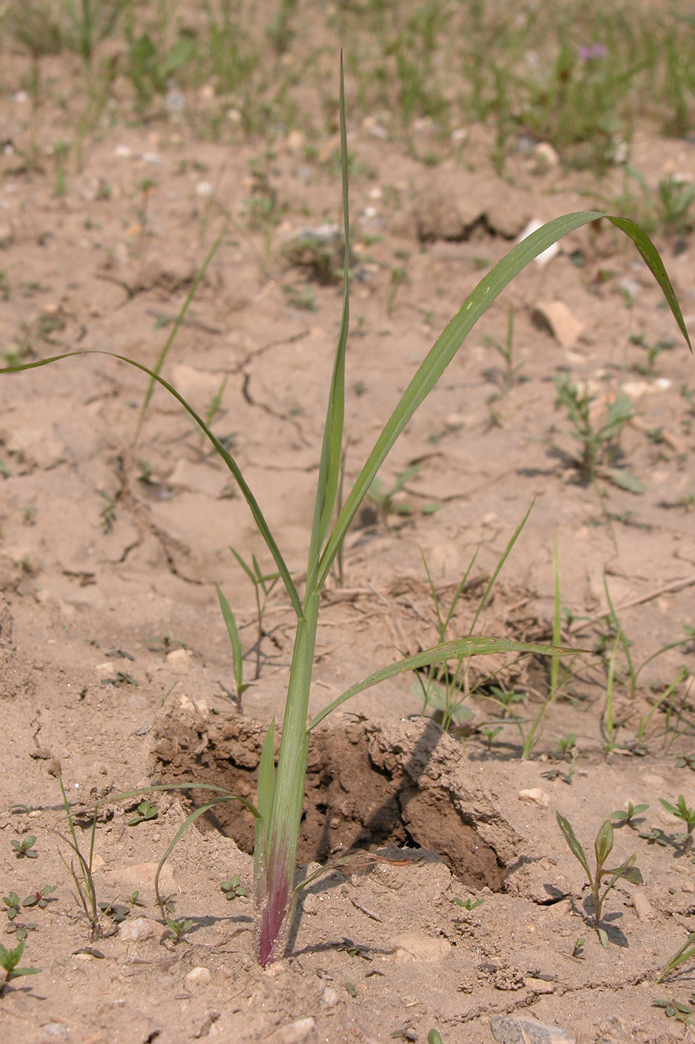 How to identify the difference between Japanese and downy brome